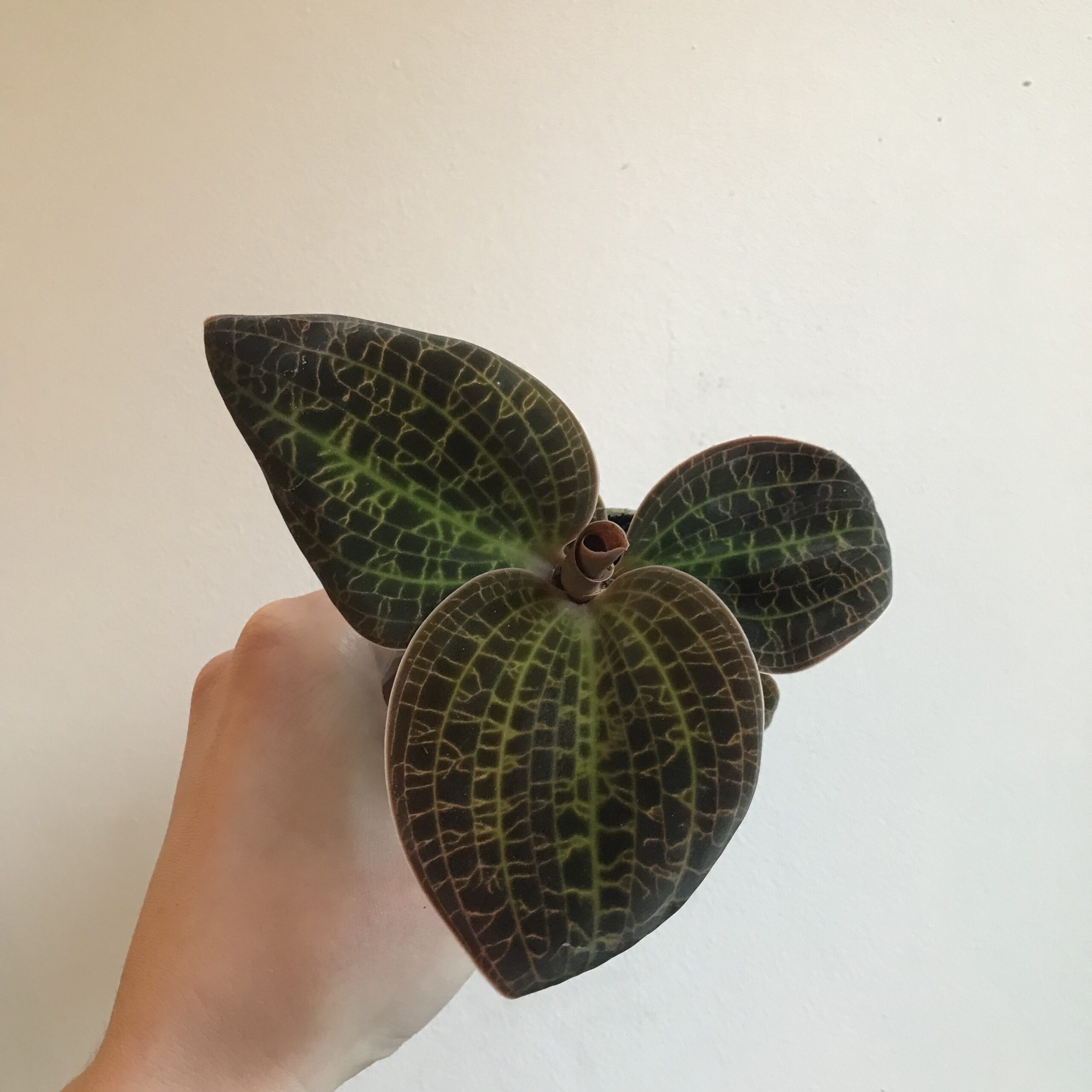 Rareté - Orchidée Bijou - pot: 7 cm 